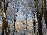 Speulderbos  Herfst met sneeuw Speulderbos : Boslandschap